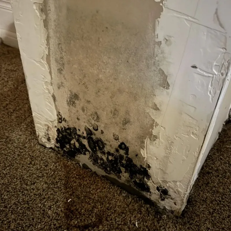 Professional Mold Removal in North Providence, RI
